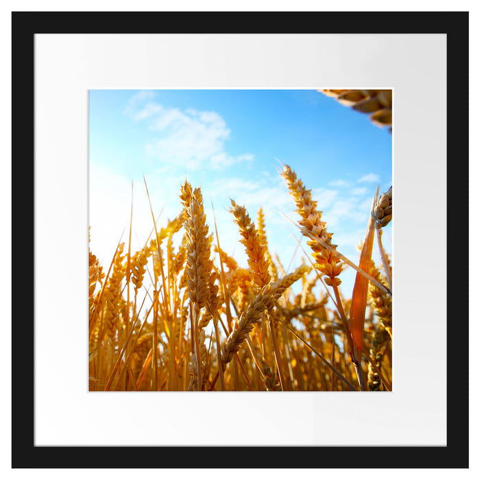 Getreide im Sonnenschein Passepartout Quadratisch 40x40