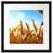 Getreide im Sonnenschein Passepartout Quadratisch 40x40