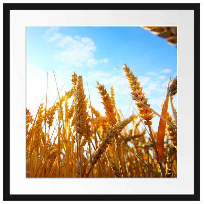 Getreide im Sonnenschein Passepartout Quadratisch 55x55