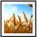 Getreide im Sonnenschein Passepartout Quadratisch 70x70