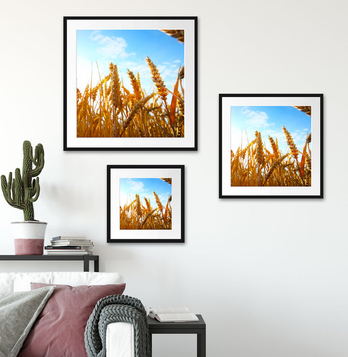 Getreide im Sonnenschein Quadratisch Passepartout Wohnzimmer