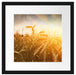 Getreide im Sonnenlicht Passepartout Quadratisch 40x40