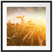 Getreide im Sonnenlicht Passepartout Quadratisch 55x55