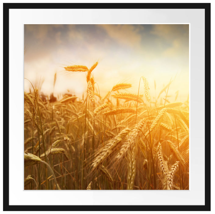 Getreide im Sonnenlicht Passepartout Quadratisch 70x70