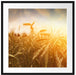 Getreide im Sonnenlicht Passepartout Quadratisch 70x70