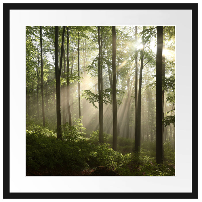 Sonnenstrahlen im Wald Passepartout Quadratisch 55x55