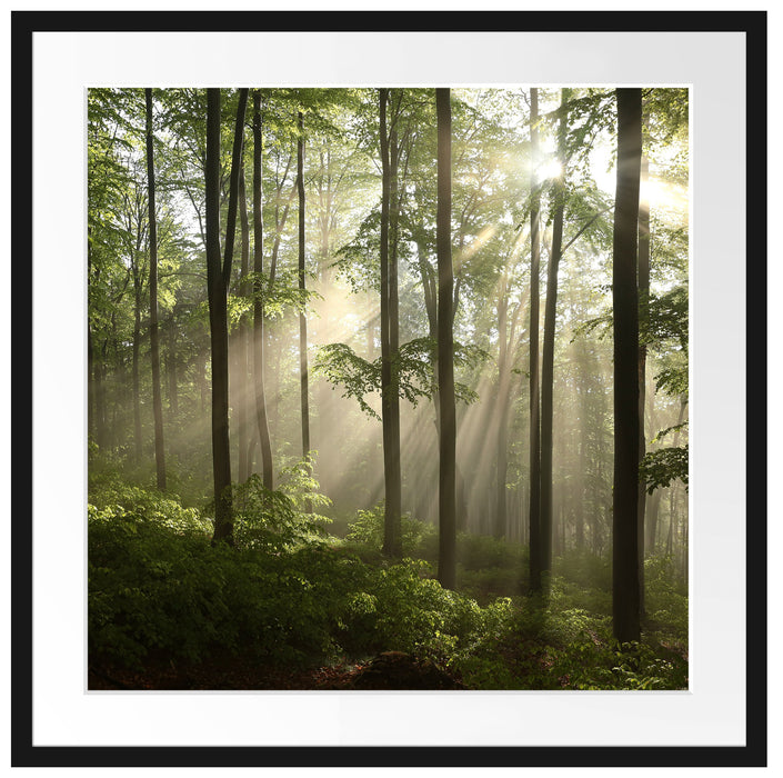 Sonnenstrahlen im Wald Passepartout Quadratisch 70x70