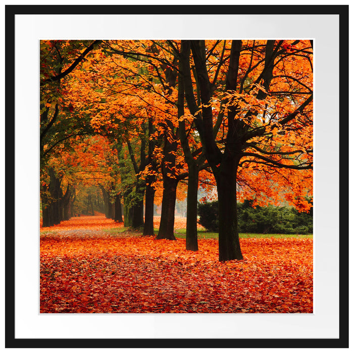 Baumallee im Herbst Passepartout Quadratisch 70x70