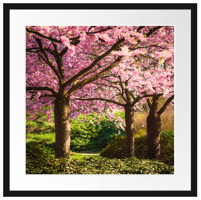 Rosa blühende Kirschbäume Passepartout Quadratisch 55x55