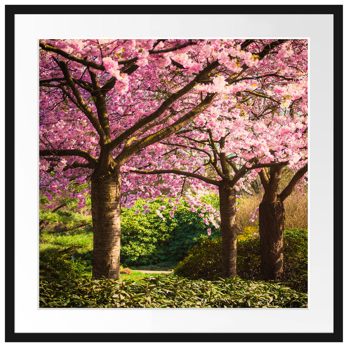 Rosa blühende Kirschbäume Passepartout Quadratisch 70x70