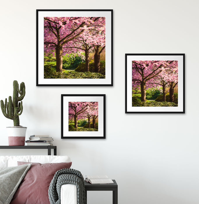 Rosa blühende Kirschbäume Quadratisch Passepartout Wohnzimmer