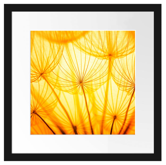 Pusteblumen oranges Licht Passepartout Quadratisch 40x40
