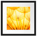 Pusteblumen oranges Licht Passepartout Quadratisch 40x40