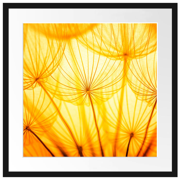 Pusteblumen oranges Licht Passepartout Quadratisch 55x55
