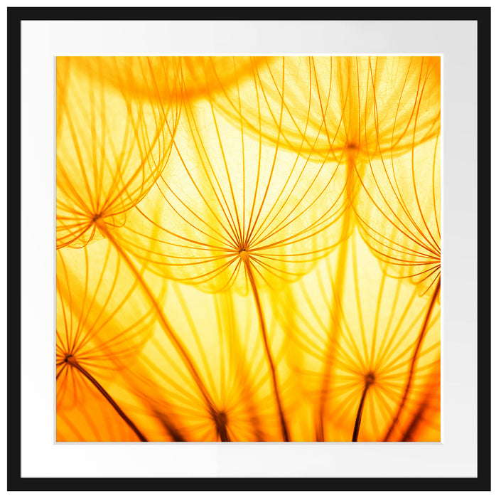 Pusteblumen oranges Licht Passepartout Quadratisch 70x70