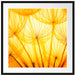Pusteblumen oranges Licht Passepartout Quadratisch 70x70