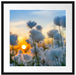 Baumwollblüten im Sonnenuntergang Passepartout Quadratisch 55x55