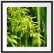 Bambus mit Blättern Passepartout Quadratisch 55x55