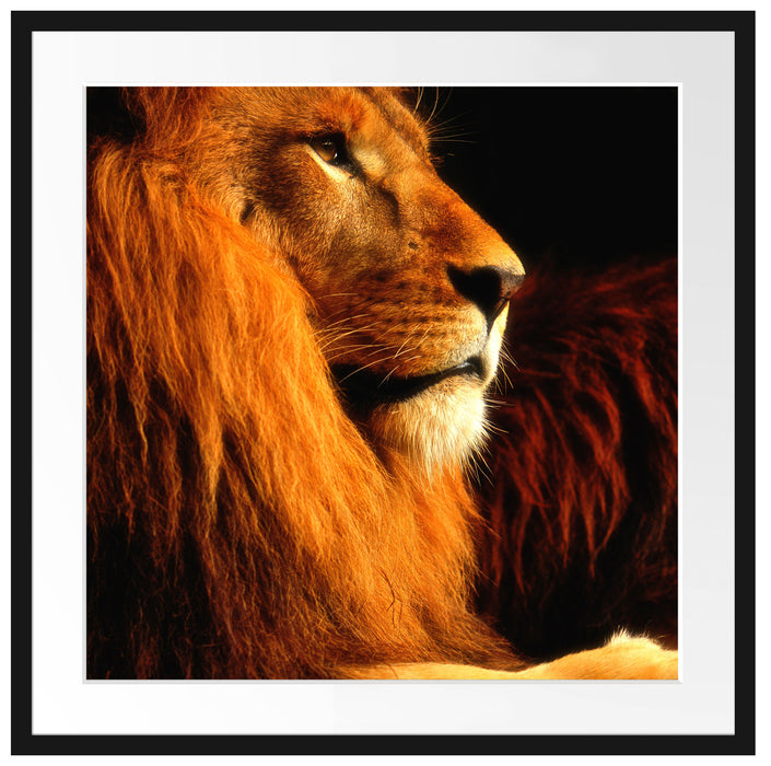 Majestätischer stolzer Löwe Passepartout Quadratisch 70x70