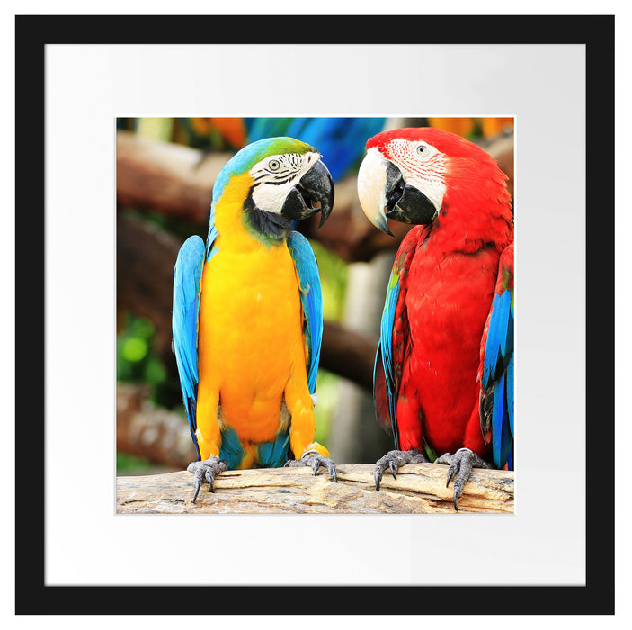 Zwei Papageien auf einem Ast Passepartout Quadratisch 40x40