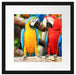 Zwei Papageien auf einem Ast Passepartout Quadratisch 40x40