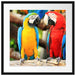 Zwei Papageien auf einem Ast Passepartout Quadratisch 55x55