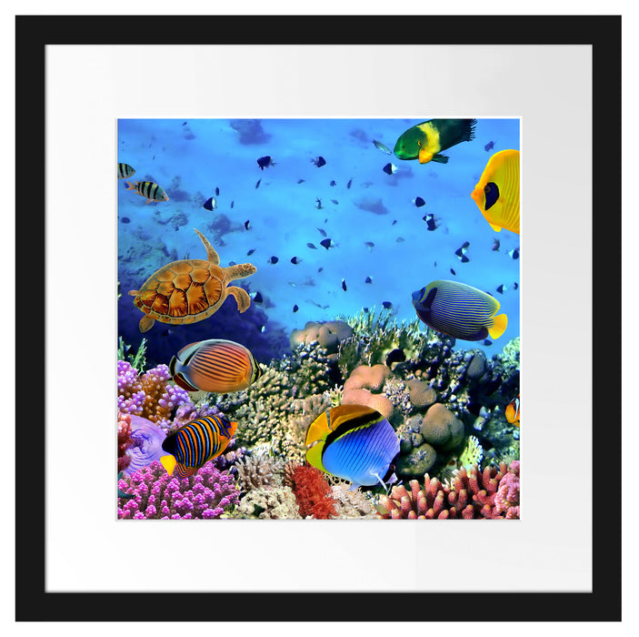 Fische über Korallenriff Passepartout Quadratisch 40x40
