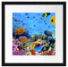 Fische über Korallenriff Passepartout Quadratisch 40x40