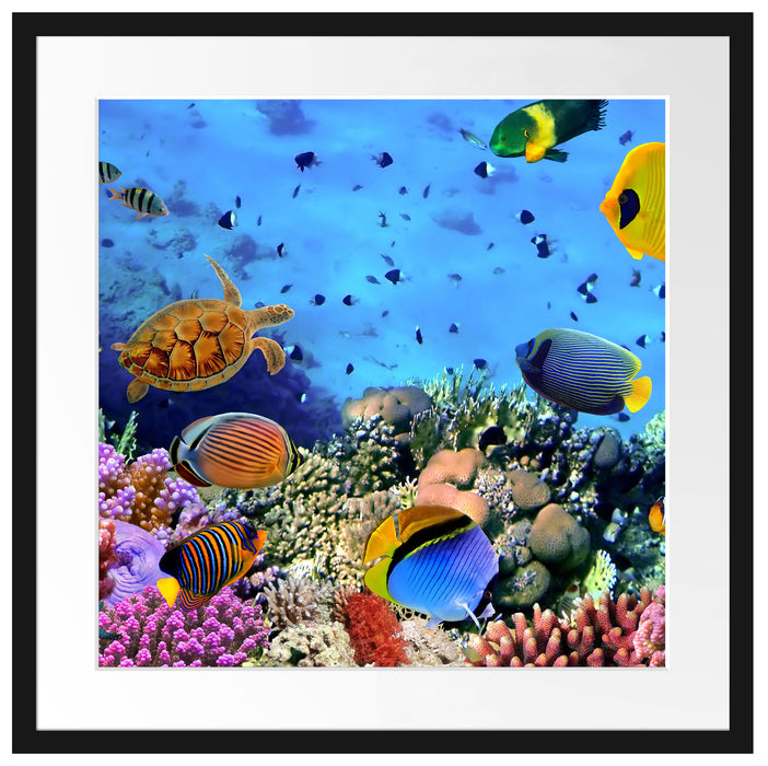 Fische über Korallenriff Passepartout Quadratisch 55x55