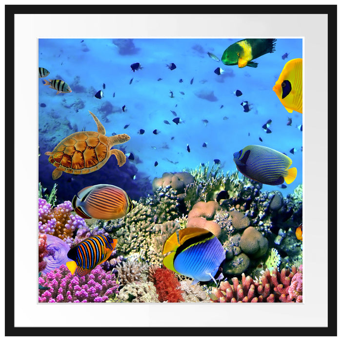Fische über Korallenriff Passepartout Quadratisch 70x70
