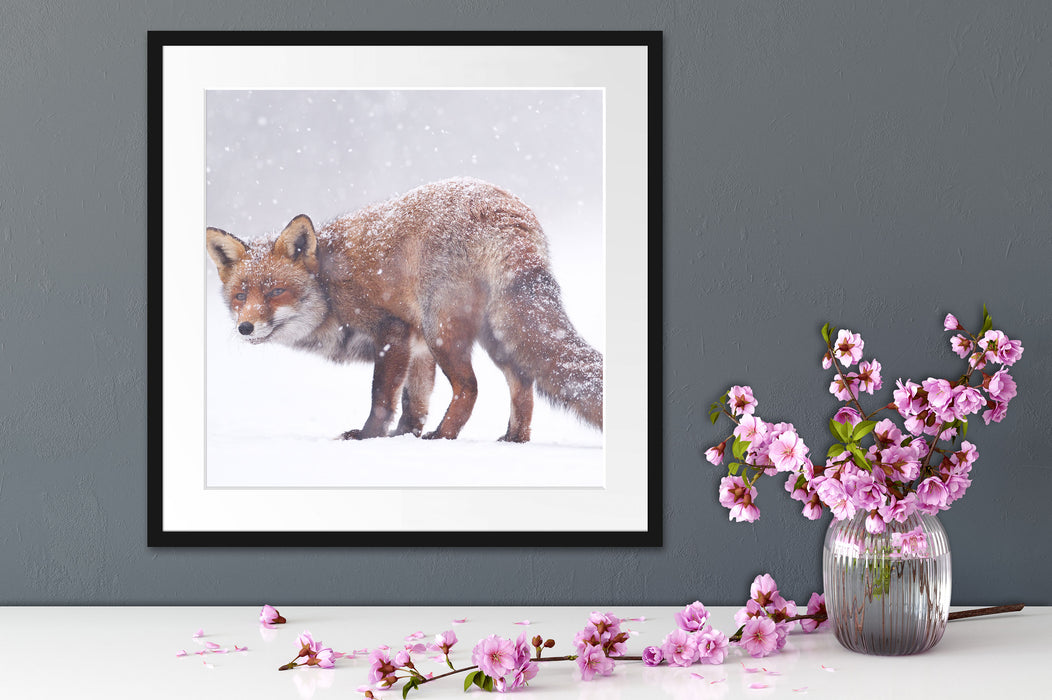 Roter Fuchs im Schneegestöber Quadratisch Passepartout Dekovorschlag