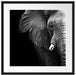 Elefant Porträt Passepartout Quadratisch 55x55