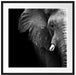 Elefant Porträt Passepartout Quadratisch 70x70