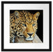 Ruhiger Leopard Passepartout Quadratisch 40x40