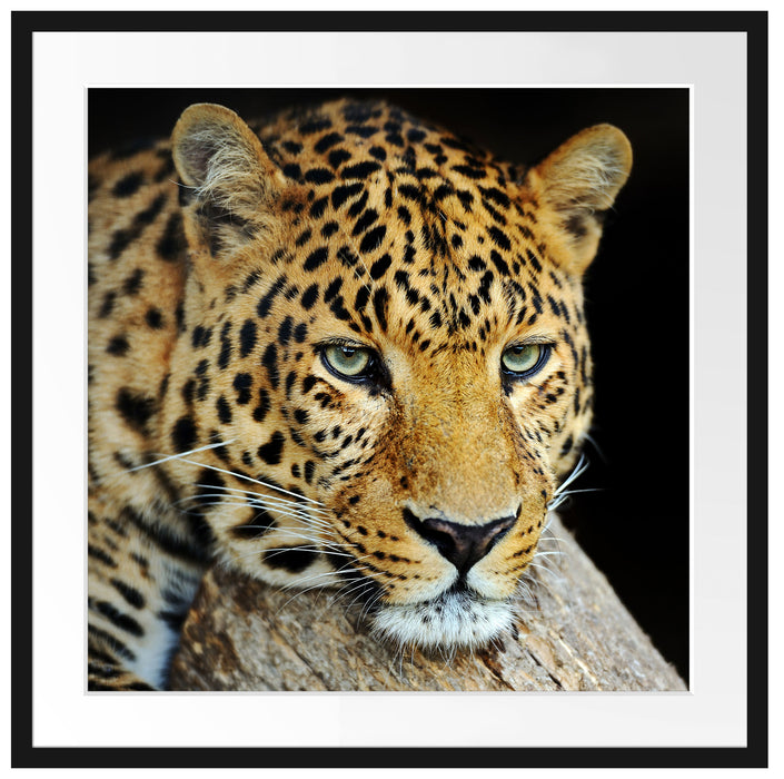 Ruhiger Leopard Passepartout Quadratisch 70x70