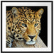 Ruhiger Leopard Passepartout Quadratisch 70x70