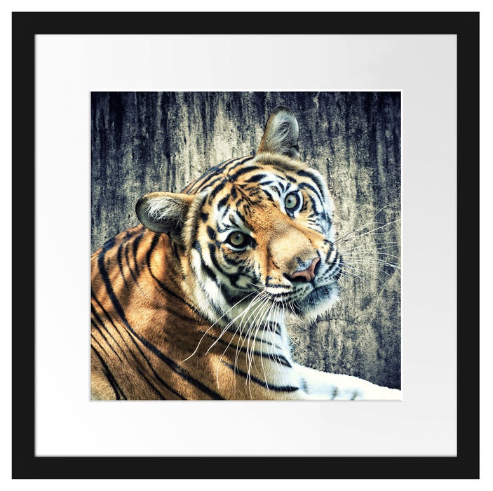 Neugieriger Tiger Passepartout Quadratisch 40x40