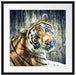 Neugieriger Tiger Passepartout Quadratisch 55x55