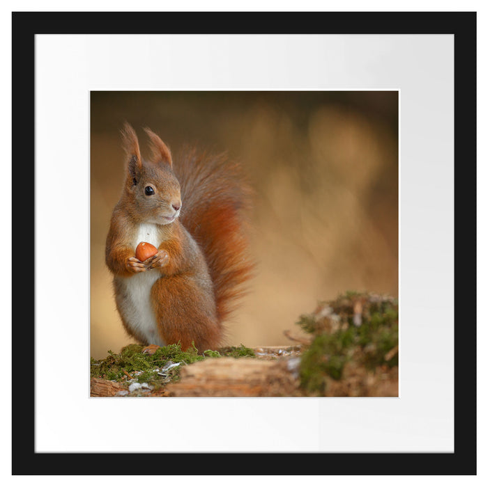 Freches Eichhörnchen mit Nuss Passepartout Quadratisch 40x40