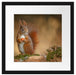 Freches Eichhörnchen mit Nuss Passepartout Quadratisch 40x40