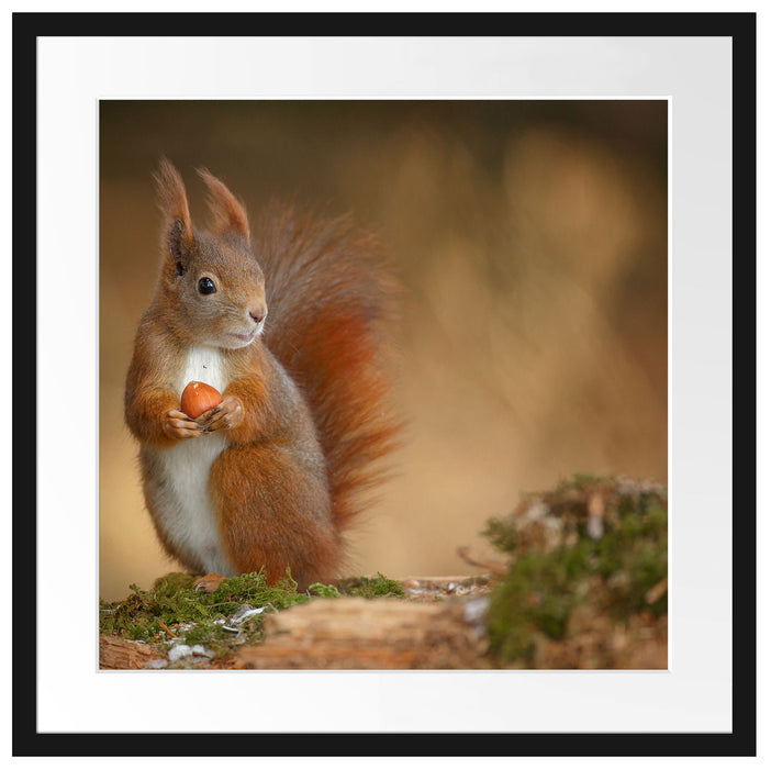 Freches Eichhörnchen mit Nuss Passepartout Quadratisch 55x55