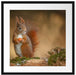 Freches Eichhörnchen mit Nuss Passepartout Quadratisch 55x55