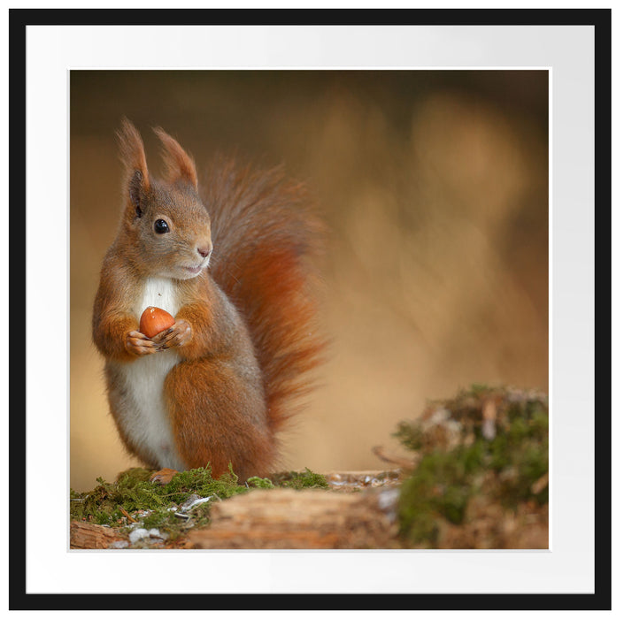 Freches Eichhörnchen mit Nuss Passepartout Quadratisch 70x70