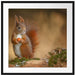 Freches Eichhörnchen mit Nuss Passepartout Quadratisch 70x70