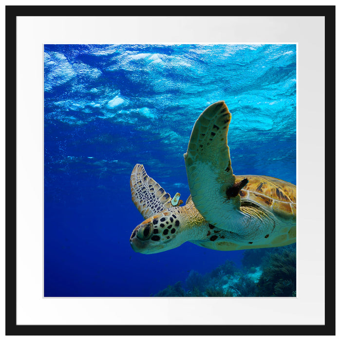 Schildkröte im Riff Passepartout Quadratisch 55x55