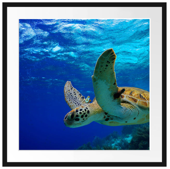 Schildkröte im Riff Passepartout Quadratisch 70x70