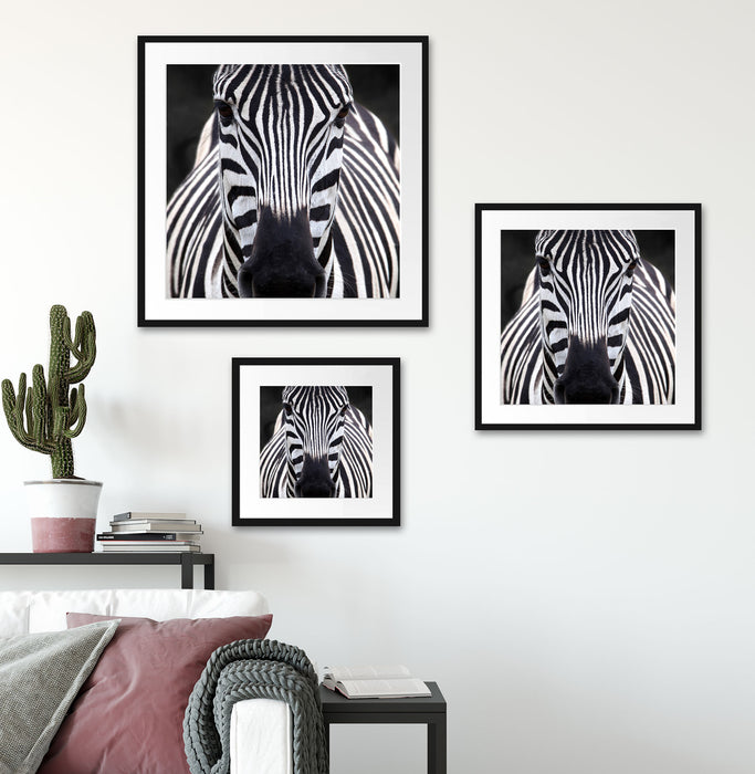 Zebra Porträt Quadratisch Passepartout Wohnzimmer