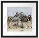 Schmusende Zebras Passepartout Quadratisch 40x40