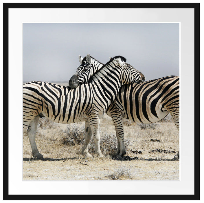 Schmusende Zebras Passepartout Quadratisch 70x70