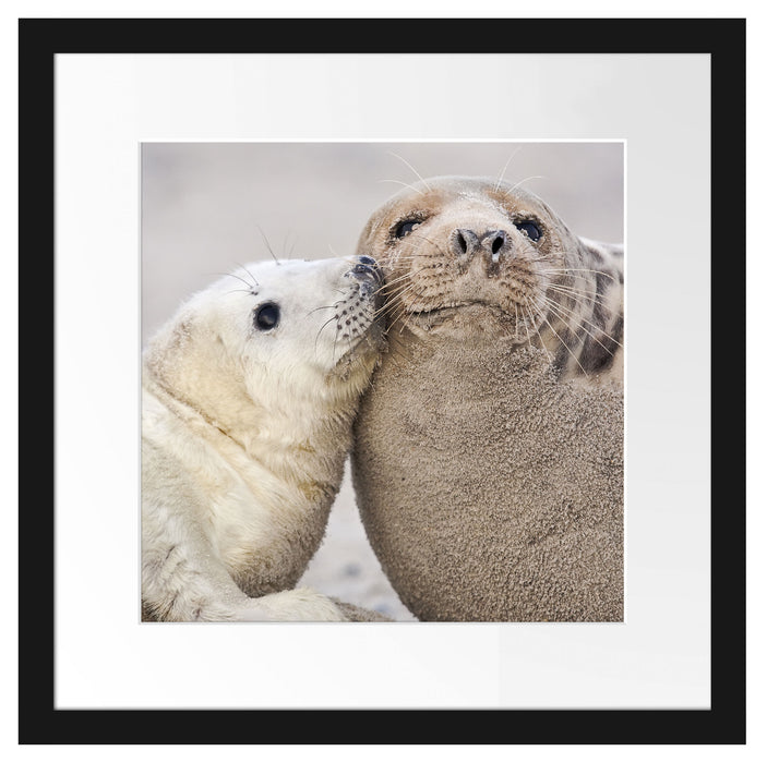 Schmusende Robben Passepartout Quadratisch 40x40